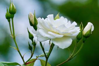 "Von der Rose, ...von der Rose!"